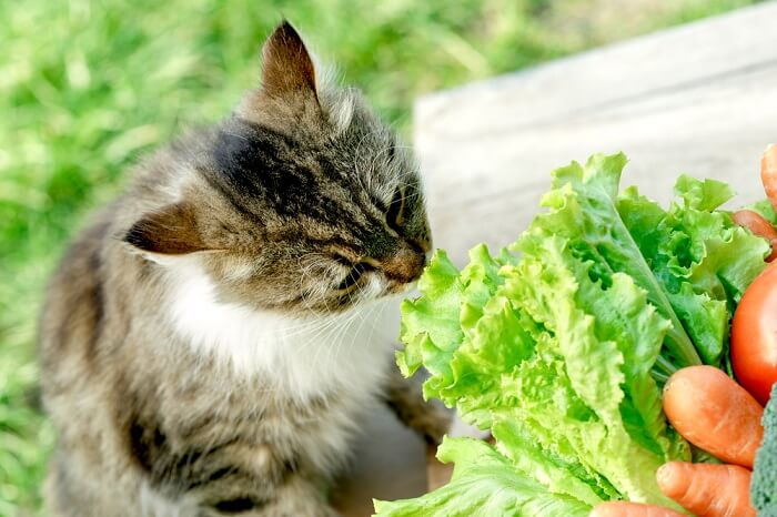 Un chat renifle une combinaison de laitue et de carotte, montrant sa curiosité envers diverses odeurs et potentiellement de nouveaux aliments