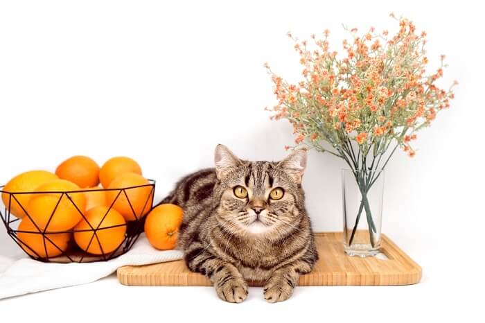 Un chat regardant curieusement la caméra près d'un panier d'oranges et d'un vase de fleurs, capturant un moment charmant et curieux