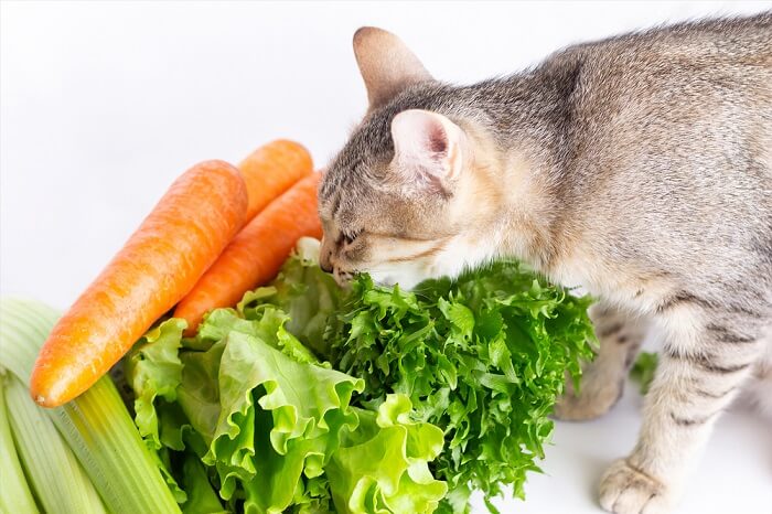 Un chat sentant avec curiosité un mélange de laitue, de carotte et de céleri