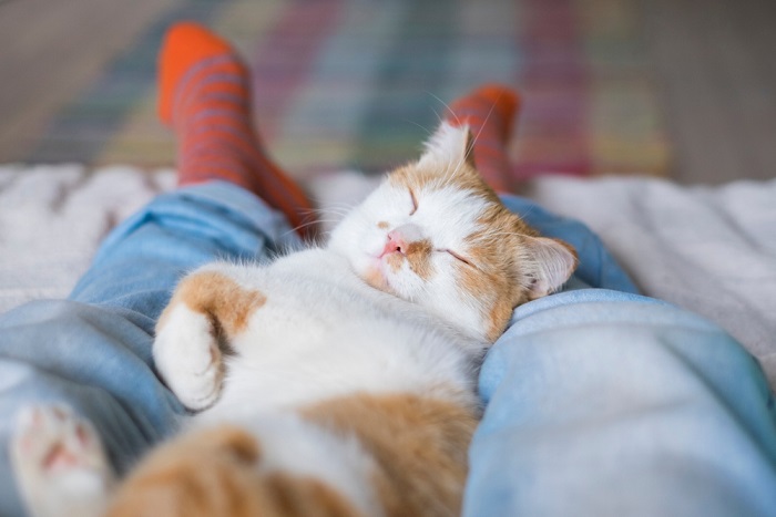 L'image représente un chat dans une position ludique, regardant attentivement un objet dans sa patte.