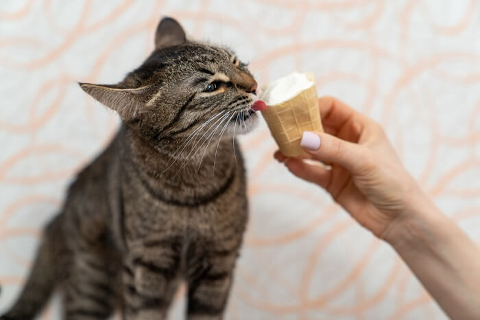 Image abordant les risques liés à la consommation de glace par les chats, soulignant les préoccupations et les effets potentiels sur la santé féline