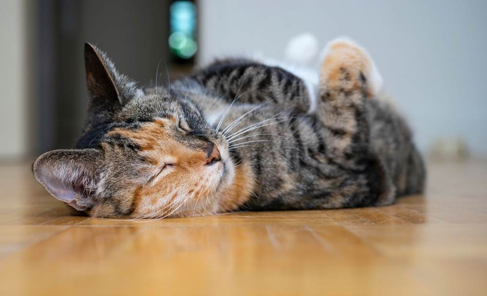 Chat Torbie couché sur le dos et dormant sur le sol.