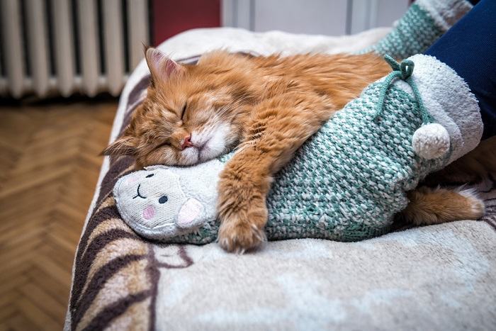 L’image évoque une scène familière et réconfortante d’un chat dormant paisiblement sur une personne.