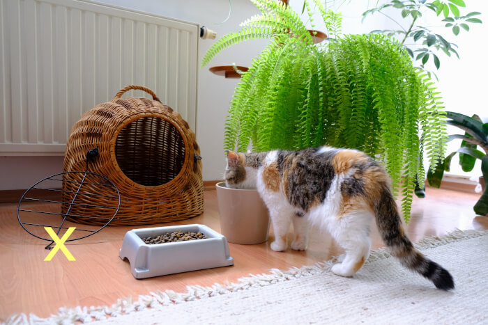 par la nourriture et l'eau pour chat