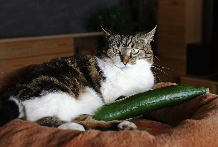 Photo d'un chat assis près d'un concombre, mettant en valeur le comportement calme et curieux du félin