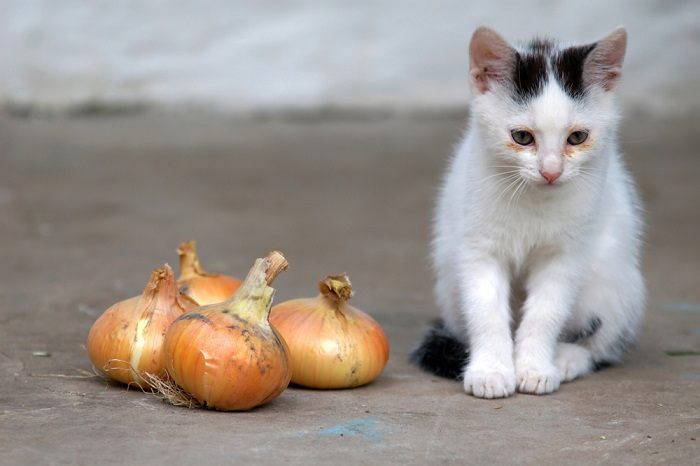 Une image d'un chat près d'un oignon