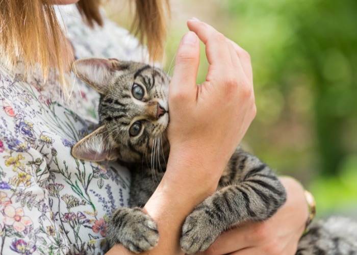 Une image illustrant un chat mordant la main d'une fille.