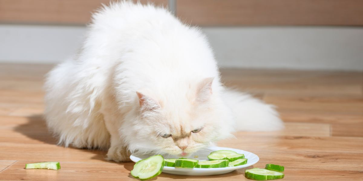 Image représentant un chat et un concombre, capturant la réaction d'un félin face à un concombre