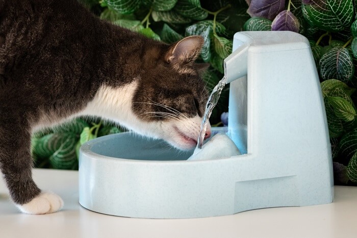 Chat vigilant étanchant sa soif dans un bol d'eau. L'image capture la concentration du chat pendant qu'il boit de l'eau.