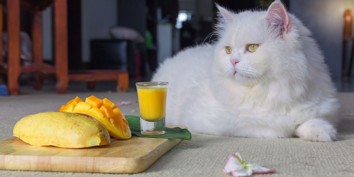 Image illustrant un chat mangeant de la mangue, suscitant des discussions sur la compatibilité de ce fruit avec l'alimentation d'un chat et ses effets potentiels