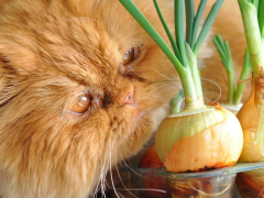 An image illustrating a cat eating an onion, highlighting the potential dangers and toxicity of onions for feline health