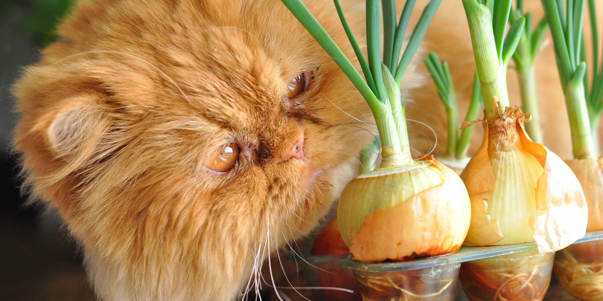 Une image illustrant un chat mangeant un oignon, soulignant les dangers potentiels et la toxicité des oignons pour la santé féline