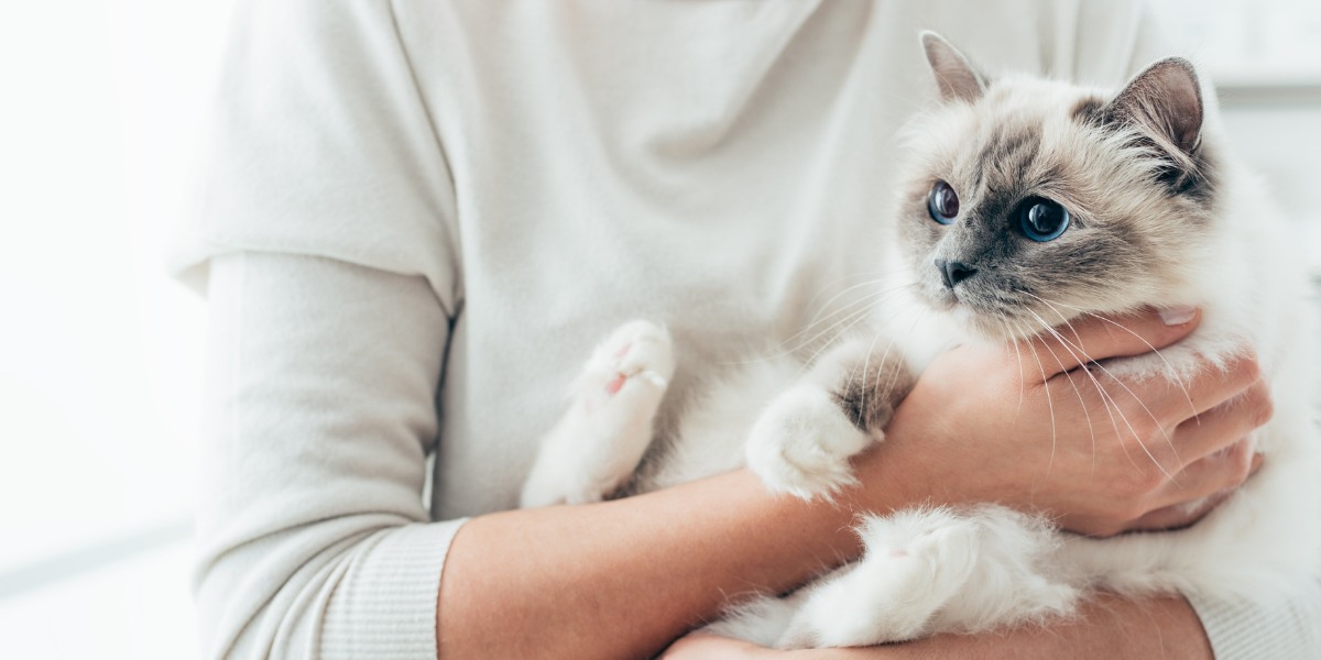 Une image attachante présentant un moment réconfortant d'un chat recevant un doux câlin d'un humain.