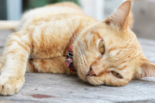 10 signes subtils indiquant que votre chat est peut-être malade
