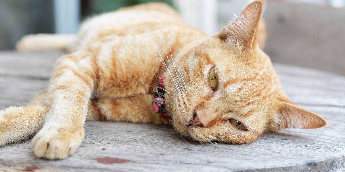 Une image d’un chat malade reposant sur une surface douce.