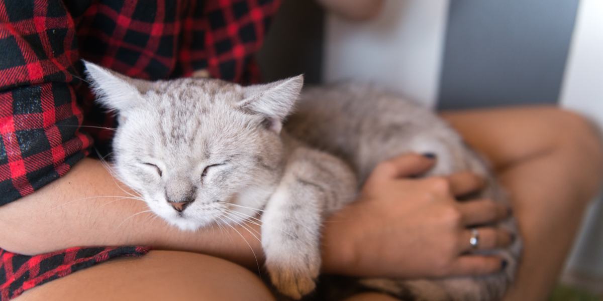 Chat qui dort sur une personne.