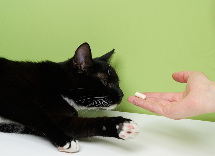 chat prenant une pilule