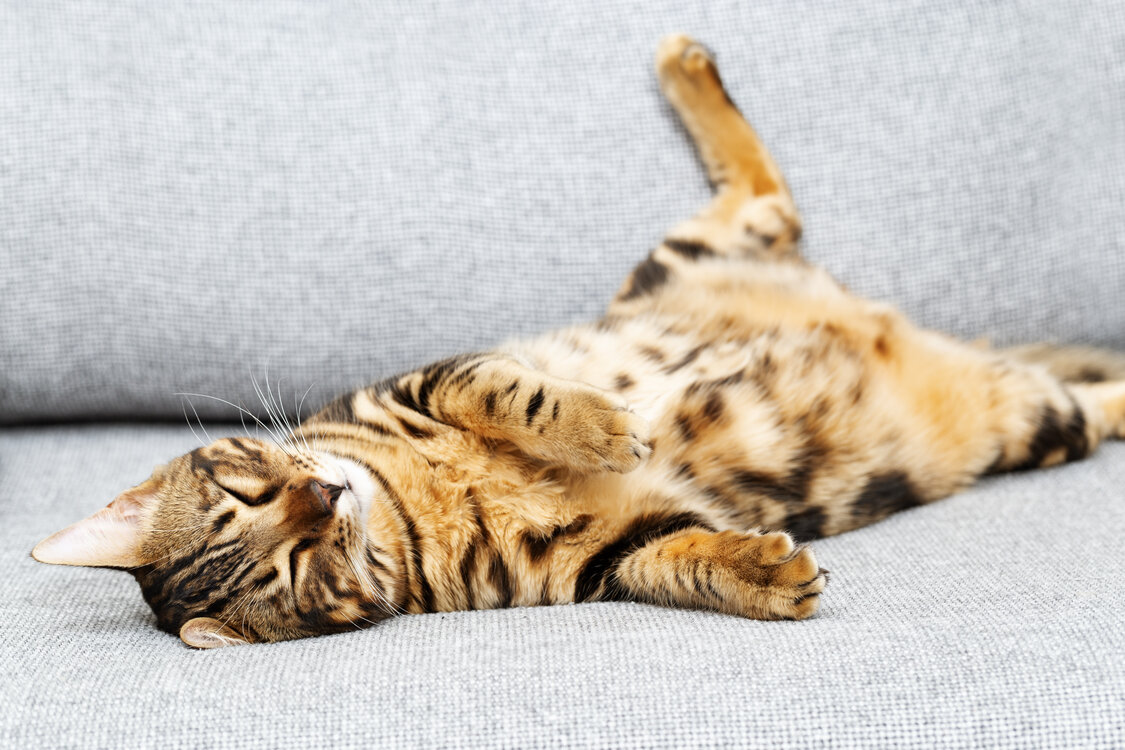 chat mignon se détendant