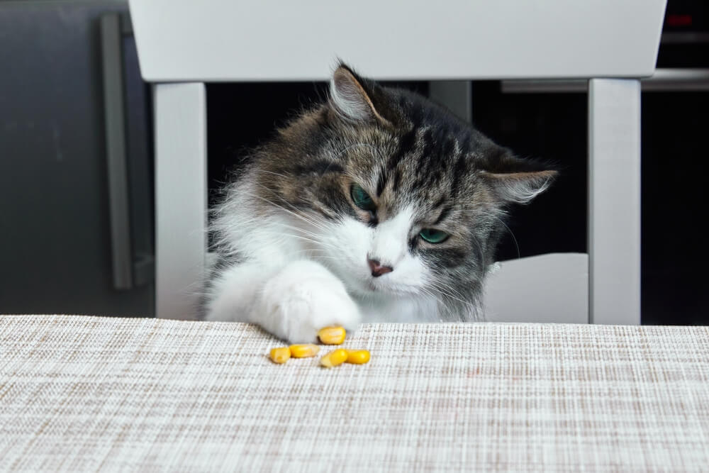 Image représentant un chat domestique essayant d'interagir avec du maïs