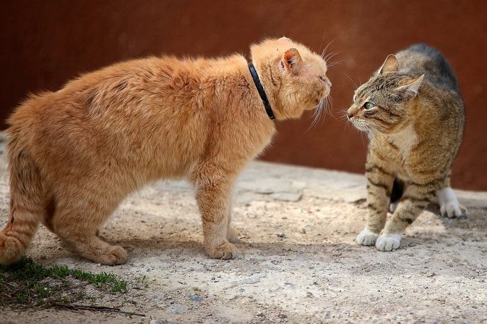 chat de combat