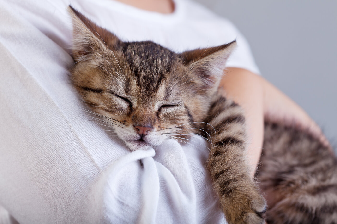 Adorable chaton dans une posture de câlin, affichant un comportement affectueux et mettant en valeur un lien réconfortant.