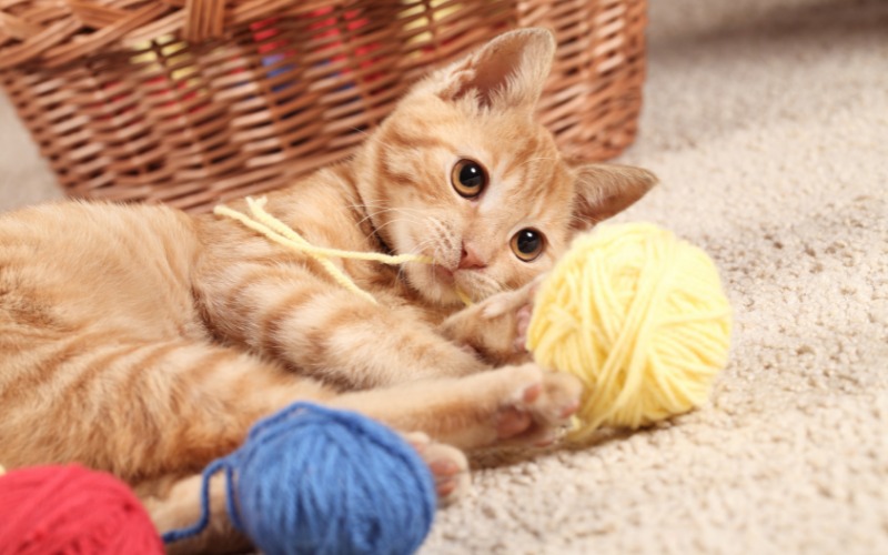 Ravissante image d'un chaton jouant avec du fil, mettant en valeur l'énergie de la jeunesse et la curiosité féline naturelle.