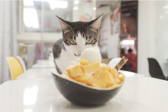 Un plat de glace à la mangue, suscitant des inquiétudes quant à son adéquation à la consommation des chats et aux effets potentiels sur leur santé