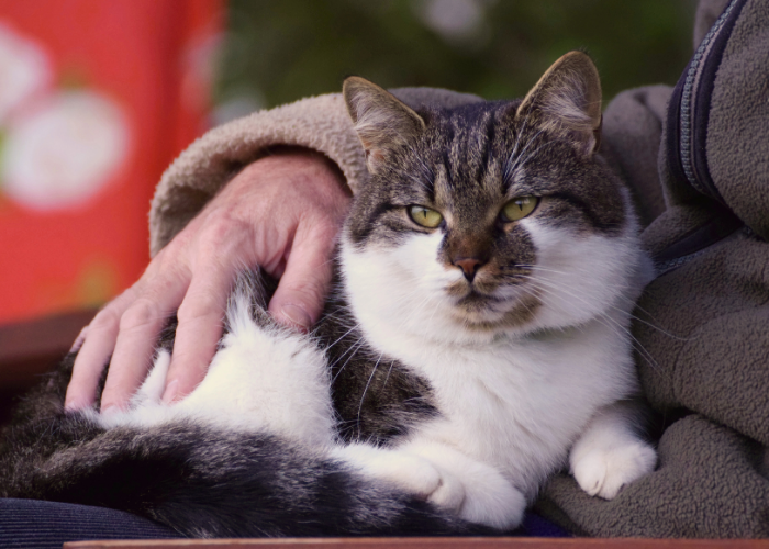 chat âgé