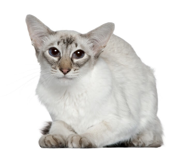 Image d'un chat balinais blanc, reconnu pour son pelage soyeux et son apparence élégante, assis gracieusement et dégageant un air de pureté et de charme.