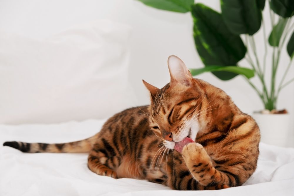 Beau chat du Bengal léchant sa patte