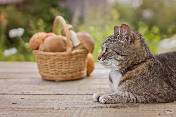 Un chat assis tranquillement près d'un champignon placé dans un panier