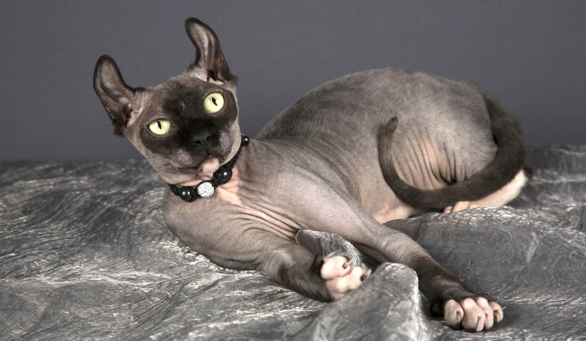 Image d'un chat Dwelf, une race connue pour son absence de poils, ses pattes courtes et ses traits distinctifs, assis dans une pose captivante et unique.