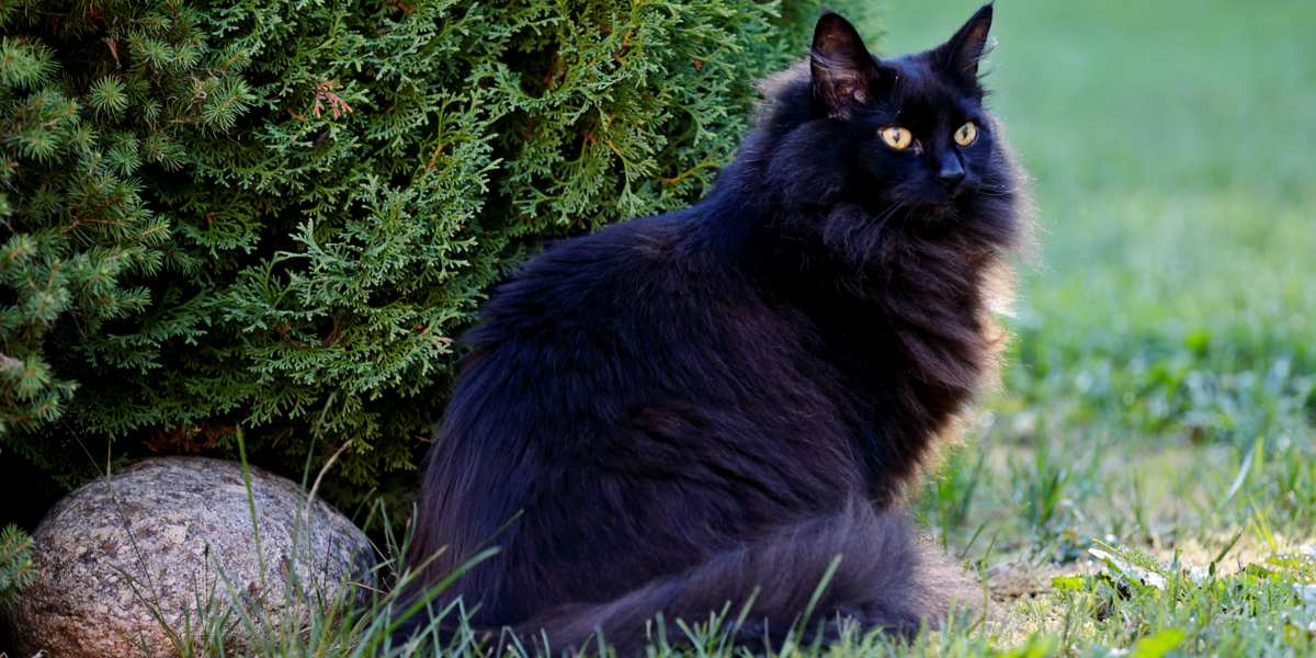 Charmant chat des forêts norvégiennes noires avec son pelage luxueux et son regard captivant, incarnant l'apparence robuste et majestueuse de la race, ainsi que sa personnalité ludique et amicale.