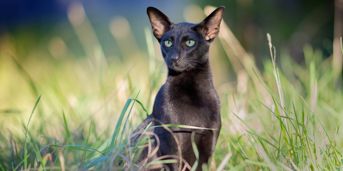 Chat Oriental Shorthair noir élégant avec sa silhouette élégante et ses yeux captivants en forme d'amande, représentant la présence séduisante et sophistiquée de la race.