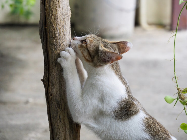 L'image illustre probablement un chat affichant un comportement territorial, défendant peut-être son territoire contre un intrus.