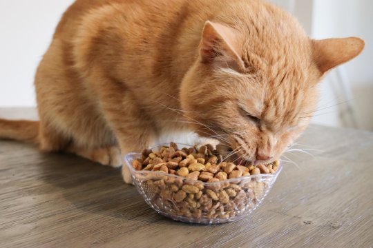 Quelle quantité de nourriture donner à un chat