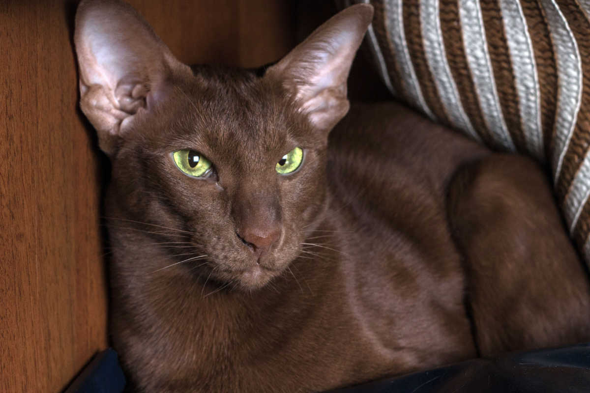 Chat Oriental Shorthair brun chocolat