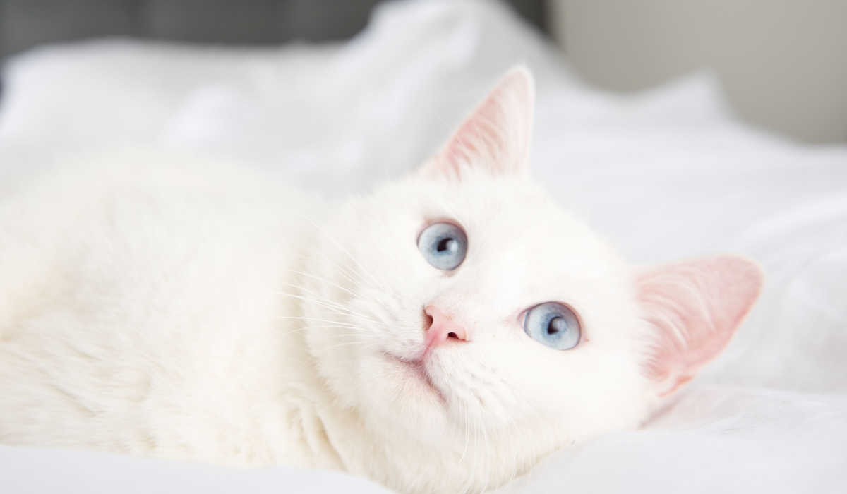 Chat albinos blanc aux yeux bleus