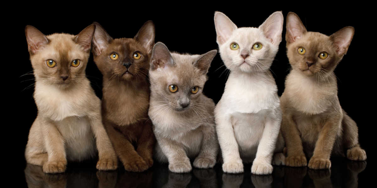 Groupe de chatons birmans marron (chocolat), bleu, platine (lilas) et crème