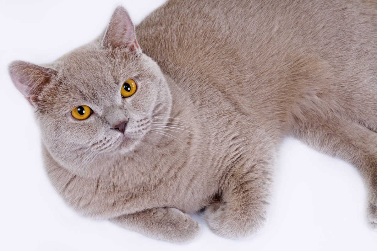 Chat British Shorthair de couleur lilas