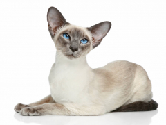 Siamese cat with blue eyes