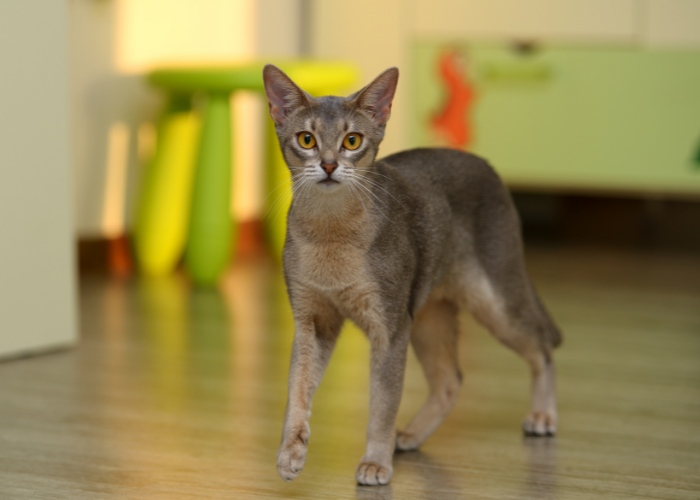 Image saisissante d'un chat abyssin, mettant en valeur son pelage distinctif avec une fourrure tachetée et des yeux captivants en forme d'amande.