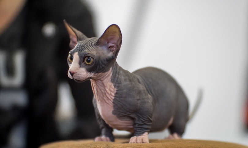 Image d'un chat Bambino, une race connue pour son absence de poils et ses pattes courtes, capturé dans une pose adorable et attachante.