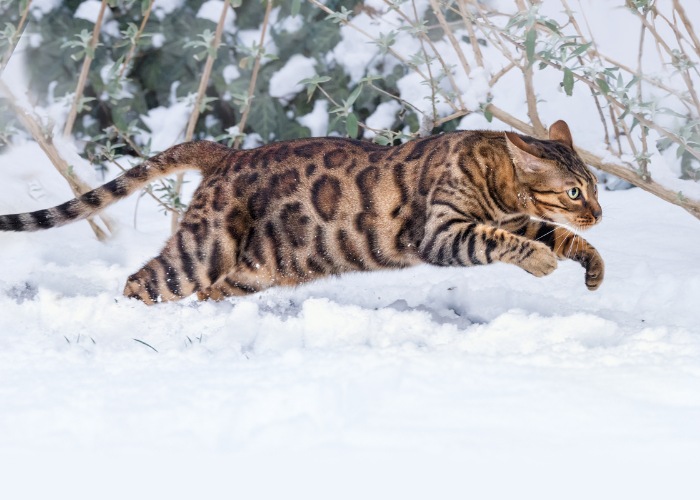 Chat du Bengal en course rapide.