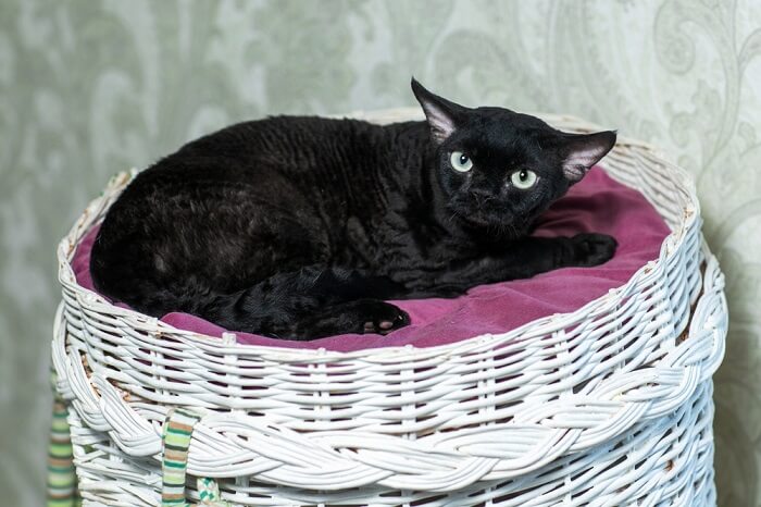 Chat Devon Rex noir distinctif avec son pelage bouclé et son regard captivant