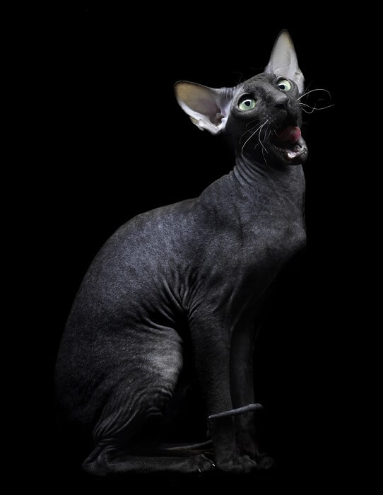 Chat Sphynx noir unique avec son apparence sans poils et sa peau veloutée, mettant en valeur le charme distinctif et la nature affectueuse de la race.