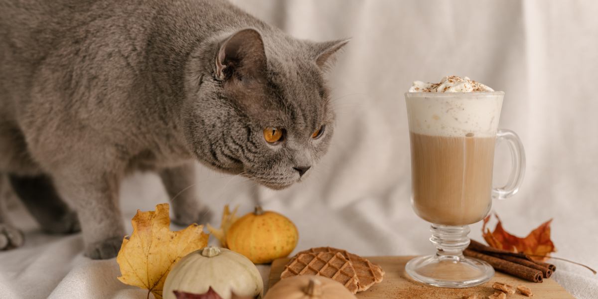 Un chat près d'un récipient de cannelle, avec la question de savoir si les chats peuvent manger de la cannelle.