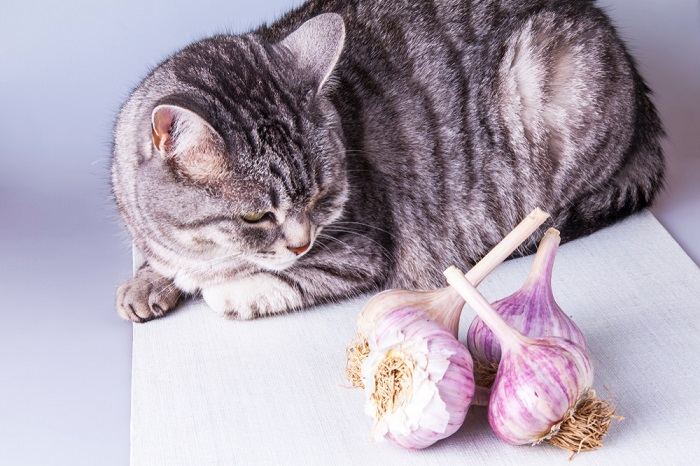 Photo d'un chat assis près de bulbes d'ail