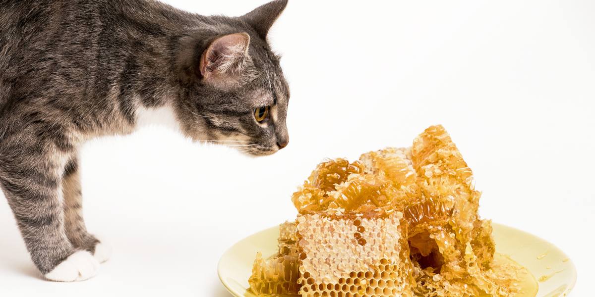 Un chat reniflant curieusement une assiette de miel, montrant sa nature curieuse et son exploration des odeurs