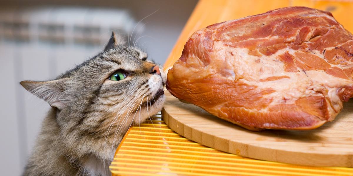 « Représentation visuelle répondant à la question : « Les chats peuvent-ils manger du porc ?